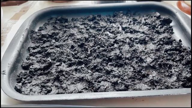 Почему не всходят семена помидор ? Что делать ? смотреть онлайн