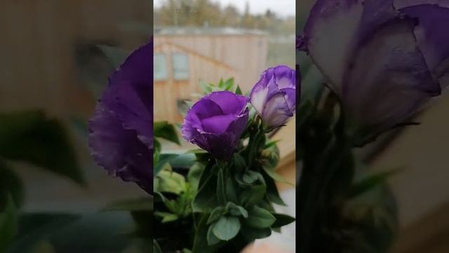 Эустома зацвела дома. смотреть онлайн