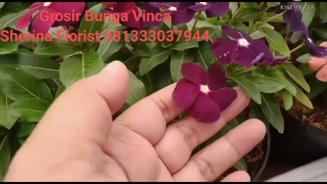 Bunga Vinca-vinca gantung-vinca tegak-grosir bunga vinca-sherina florist-081333037944-Kota Batu смотреть онлайн