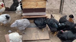 Бункерная кормушка для кур своими руками ПРОТИВ ВОРОБЬЕВ без потери зерна