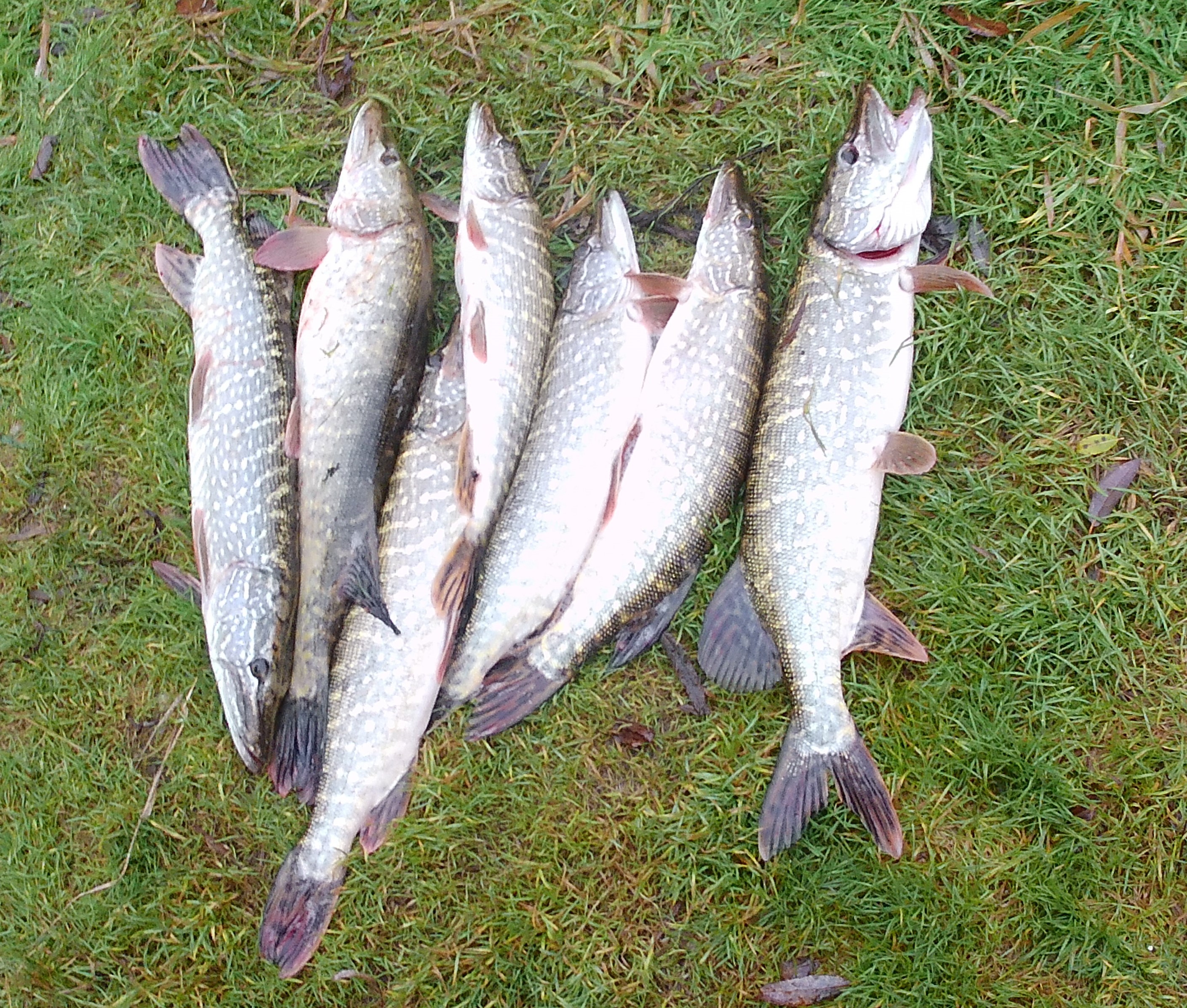 Осень 2023 (11) - р. Днепр (эпизод 2)