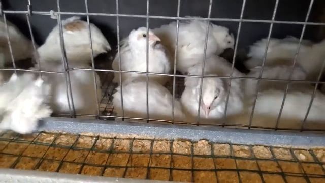 Quail farm in Moldova Quail Texas and Phoenix смотреть онлайн