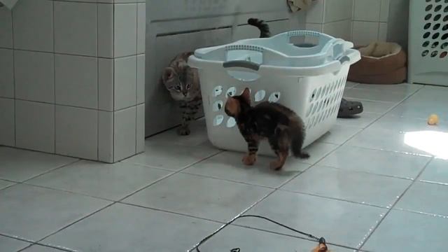 Знакомство котёнка со взрослым котом смотреть онлайн