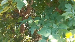 Инвазивные виды растений: Избавляйтесь от этих растений на своём участке