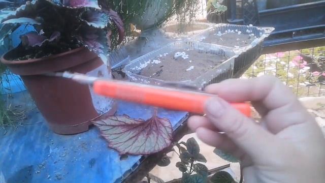 Размножение бегонии "листовым" методом. смотреть онлайн