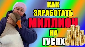 Как заработать МИЛЛИОН на гусях. Реальная история.
