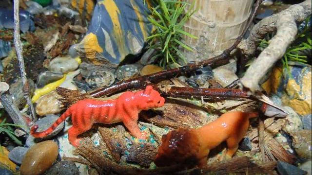 Мини-сад. Драцена Fragrans Африка смотреть онлайн