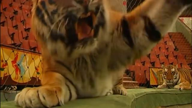 Галилео.Тигры смотреть онлайн