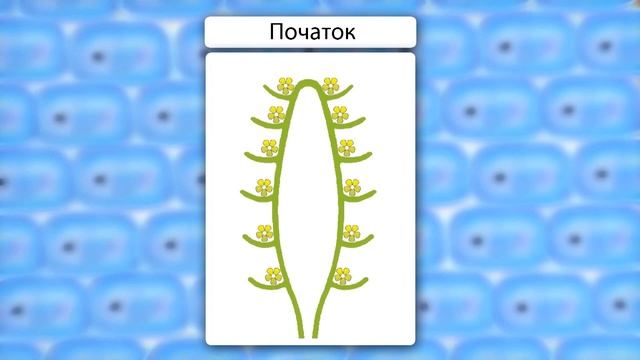 Соцветие. Видеоурок по биологии 6 класс смотреть онлайн