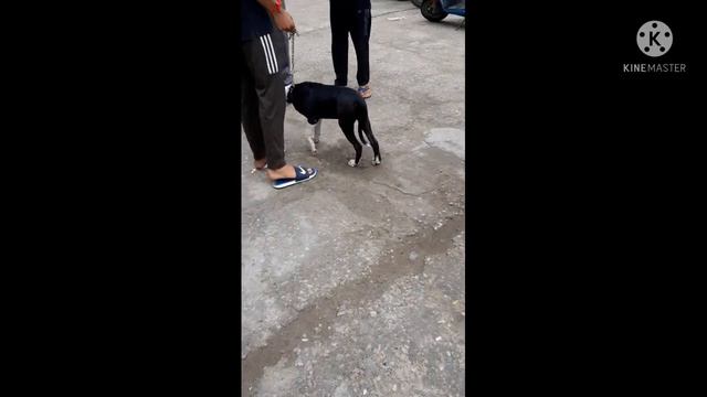 pitbull 4 month puppy#Roxy Aliza #lovetiger #animalelite #bigcats #cuteanimals #animal #pitbull смотреть онлайн