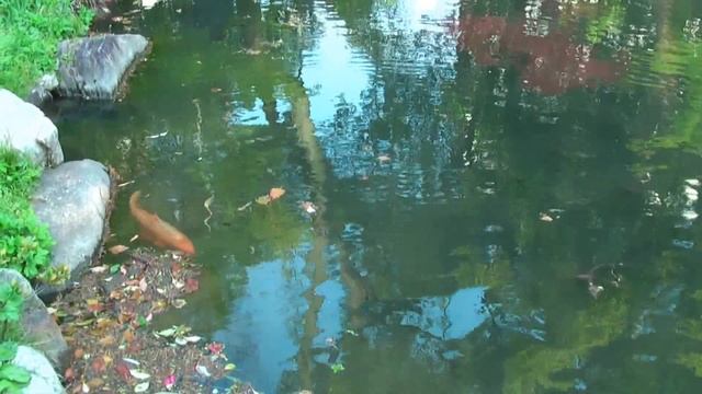 Храмовый сад в Осаке, Япония смотреть онлайн