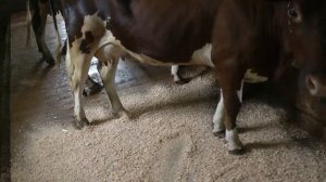 Содержание коров, уход и работа с КРС.