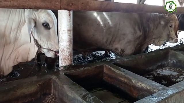 PENGGEMUKAN SUPER CEPAT 4 BULAN BONGKAR TANPA NIMPAL KOTORAN