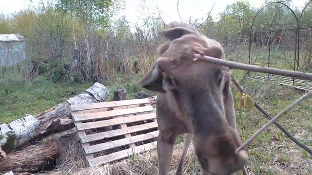 носиЛось, бодаЛось, хулиганиЛось смотреть онлайн