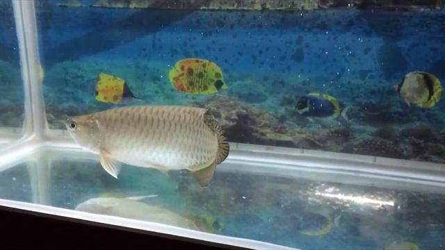 Golden Perl Arowana Fish 40 cm смотреть онлайн