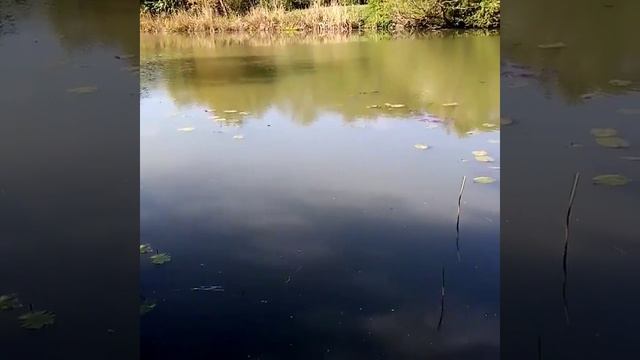 Ловля карпа. Весенняя рыбалка май. смотреть онлайн