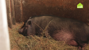 Как обустроен свинарник для вьетнамских вислобрюхих поросят. Советы и рекомендации животноводам