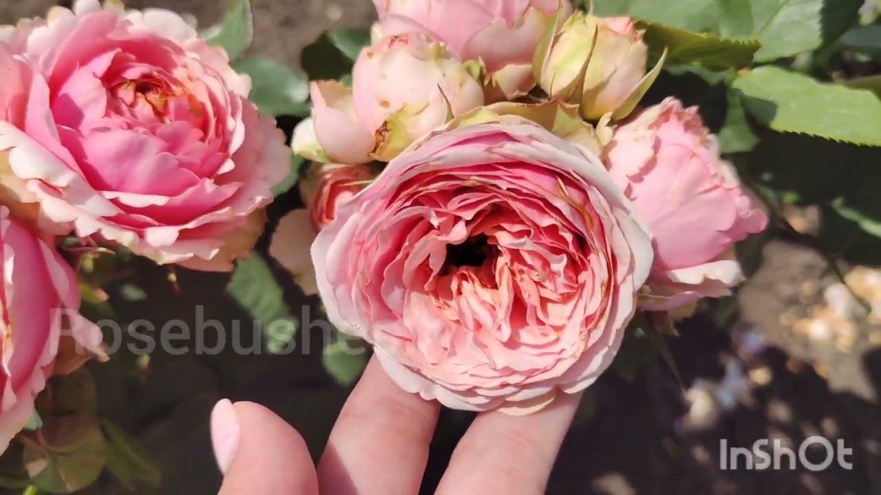 Quincy Jones. Квинси Джонс. Чайно-гибридные (Florists Rose, Hybrid Теа) rosebushes.ru смотреть онлайн