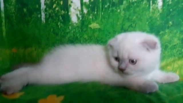 Шикарные шотландские котята смотреть онлайн