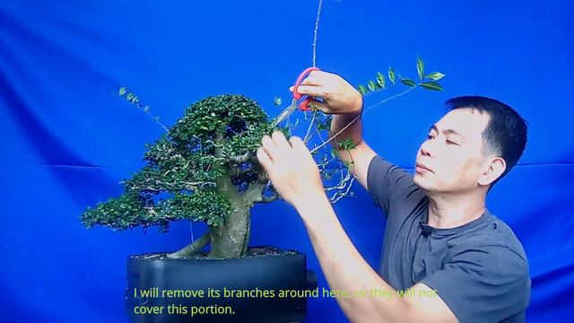 HOW TO TRIM A BONSAI / TRIMMING MY STREBLUS ASPER BONSAI / PAANO MAG TRIM NG KALYOS NA BONSAI смотреть онлайн