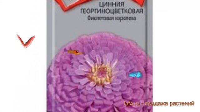 Цинния георгиноцветковая Георгиноцветковая Фиолетовая королева ? обзор: как сажать, семена циннии смотреть онлайн