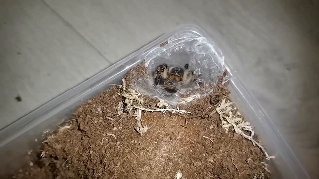 Содержание ТАРАНТУЛА в домашних условиях смотреть онлайн