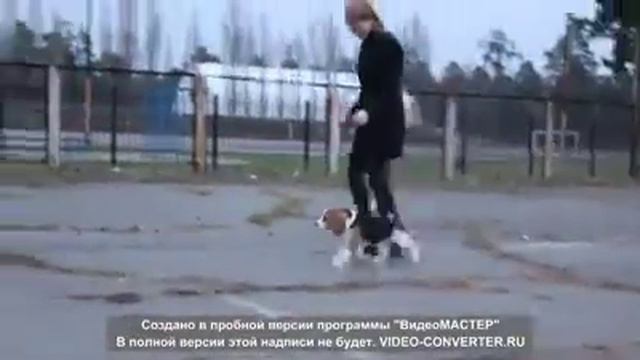 Щенок бигля подготовка к выставке смотреть онлайн