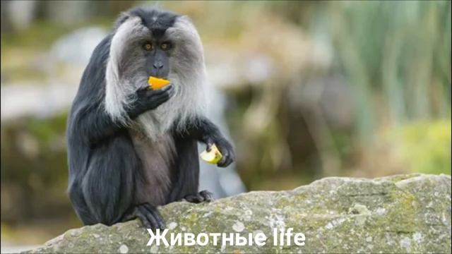 ВАНДЕРУ?/Животные life/Приматы/Животные/Интересные факты смотреть онлайн