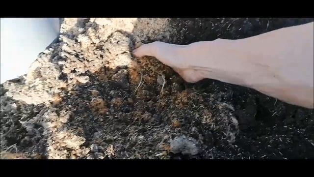 Идеальный способ зимнего хранения моркови смотреть онлайн