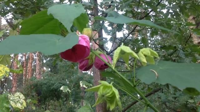 Абутилон 'Lilac Wonder'