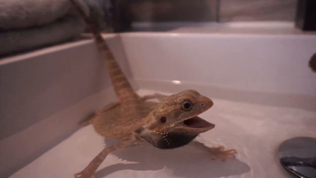 I Gave My Angry Bearded Dragon A Bath Here's What Happen! смотреть онлайн