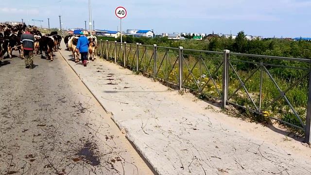Перегон к.р.с. на летнее пастбище смотреть онлайн