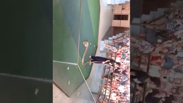 змеиная ферма (питон) смотреть онлайн