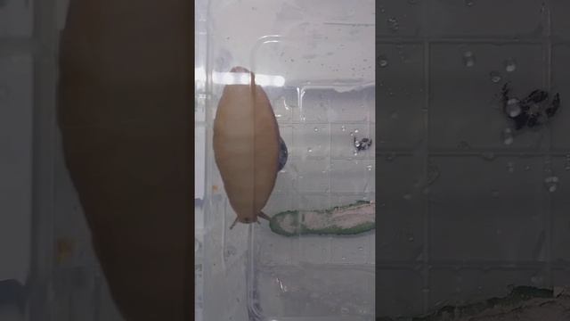 Как передвигаются улитки Ахатины смотреть онлайн