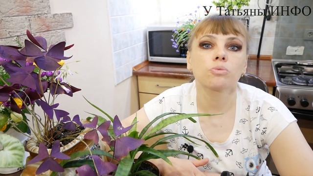 Лавровый Лист - удобрение для цветов! А Вы знали? смотреть онлайн