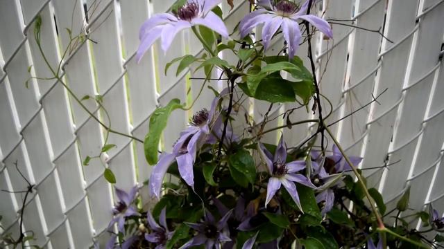 The Clematis Of The Garden / 2021 A Flower Tour