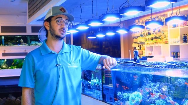 What are Plate Corals? | What is a Coral with Eli смотреть онлайн