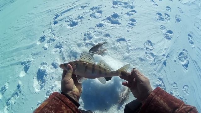 ?ЗИМНЯЯ РЫБАЛКА НА БЕРША В УСТЬЕ КАМЫ? ЧАСТЬ 2 2019 смотреть онлайн