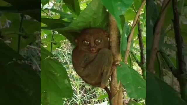Филиппинский долгопят, или сирихта смотреть онлайн