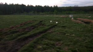 Кролики на вольном выгуле