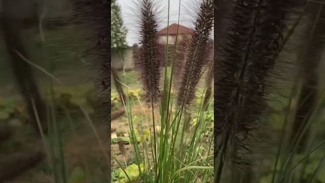 Пеннисетум лисохвостый, сухоцветы смотреть онлайн