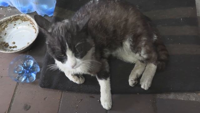 Моему коту Кардану кто-то сломал лапу :( смотреть онлайн
