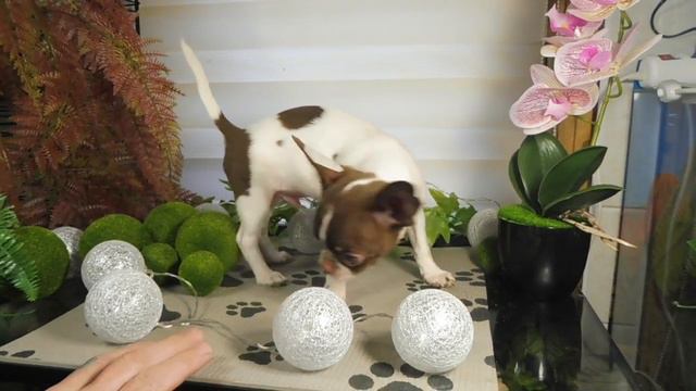 ПРОДАЮ щенка ЧИХУАХУА Мари Мистик Персей , окрас бело шоколадный . Др 26 / 09 / 2021 года смотреть онлайн