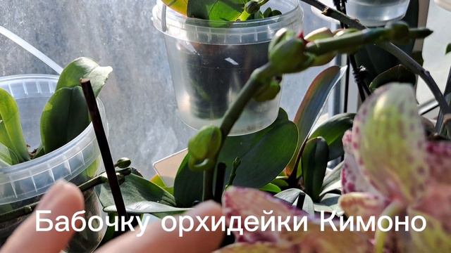 Азиатская орхидеечка цветет.РОСКОШНАЯ,ШИКАРНАЯ БАБОЧКА!🌺🌺🌺🌺 смотреть онлайн