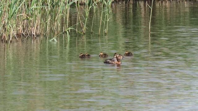 Красноголовый нырок (Aythya ferina). Выводок смотреть онлайн