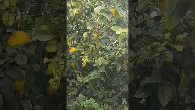 апельсины прямо на улицах😄 смотреть онлайн