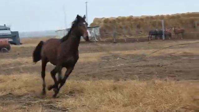 буденновский жеребец Базилевс, продан лошади смотреть онлайн