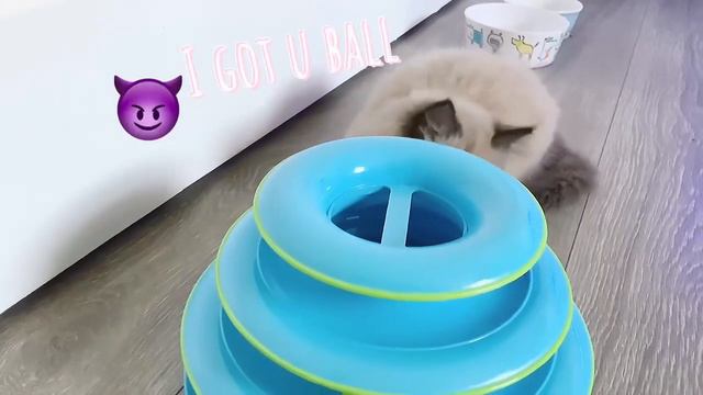 Welcoming our new seal mink ragdoll! | Cat смотреть онлайн