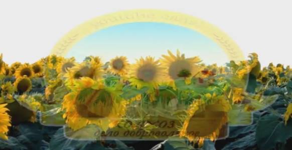 Тянет братушек к интеллектуальности, как кошек к огню..mp4 смотреть онлайн