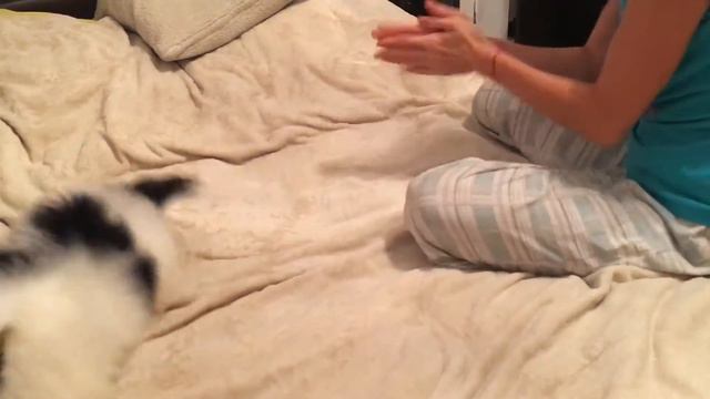 Бобби, Бивер 2,5 месяца 2017 смотреть онлайн